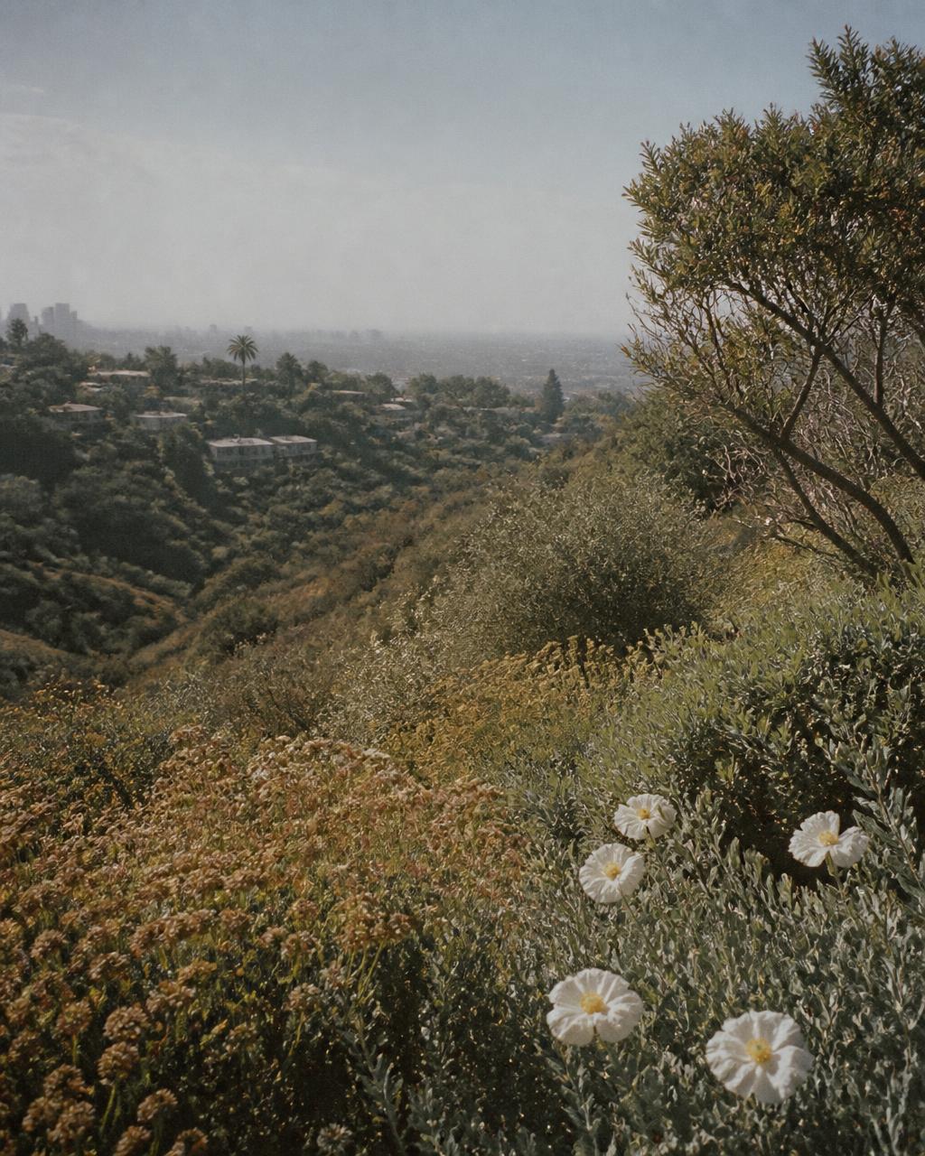 A hazy Los Angeles hillside of native sage, buckwheat and white matilija poppies